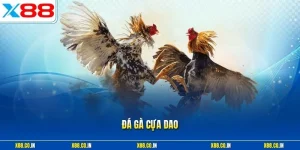 Đá gà cựa dao