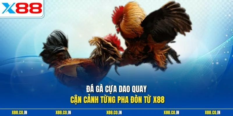 Đá gà cựa dao quay cận cảnh từng pha đòn từ X88