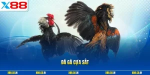 Đá gà cựa sắt
