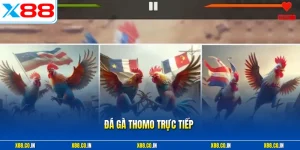 Đá gà thomo trực tiếp